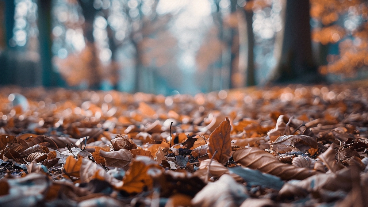 Utiliser les feuilles mortes pour le paillage du potager